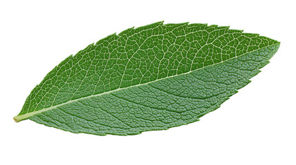 A single green leaf with detailed texture.
