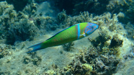 Ornate wrasse (Thalassoma pavo) undersea, Aegean Sea, Greece, Halkidiki, Pirgos beach