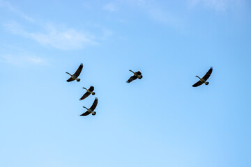 Canada geese flying in formation under a blue sky.