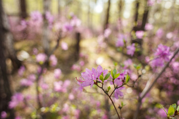 Obraz premium This photograph beautifully captures a blooming branch of Rhododendron in a sunlit forest.