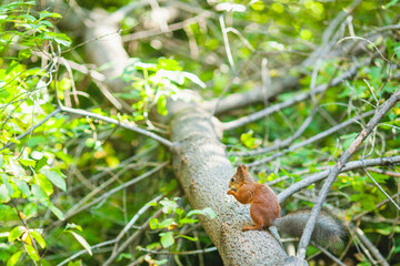 Squirrel sitting on a tree branch in a lush green forest