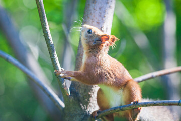 Squirrel sitting on a tree branch in a lush green forest