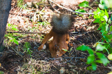 Squirrel digging on the forest floor
