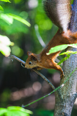 Squirrel sitting on a tree branch in a lush green forest