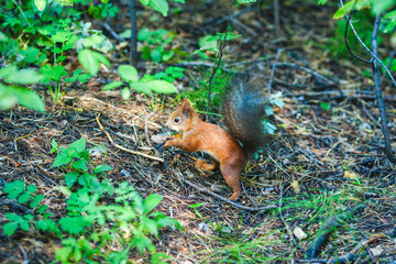 Red squirrel standing on the ground with its bushy tail raised