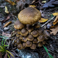 mushrooms in the forest