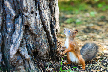 Red squirrel standing on the ground with its bushy tail raised