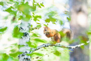 Squirrel clinging to a birch tree