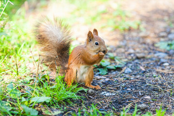 Red squirrel standing on the ground with its bushy tail raised