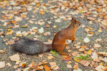 Red squirrel standing on the ground with its bushy tail raised, surrounded by fallen leeves
