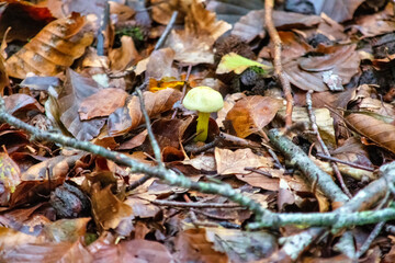 autumn leaves on the ground