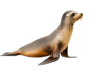 a sea lion on a white background