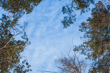 The photograph captures a view of the treetops in a winter forest