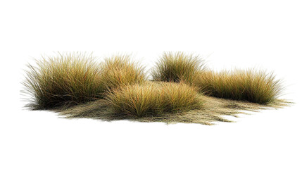 Cluster of grass tufts in natural setting.