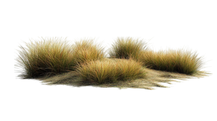 Cluster of grass tufts in natural setting.