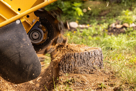 Stump grinder machine is grinding a tree stump in a garden, creating wood chips. Selective focus