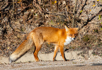 A red fox (Vulpes vulpes) seen in profile