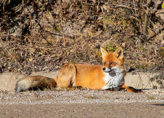 A fox resting lying on the ground