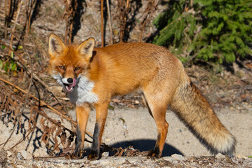A red fox (Vulpes vulpes) seen in profile