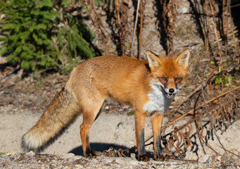 Close-up of a red fox (vulpes vulpes)