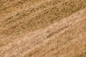 Close-up with dry grass on a slope, drought, climate change