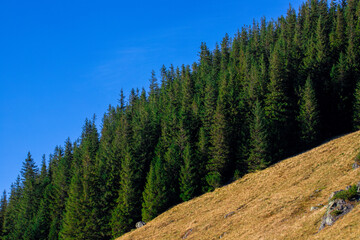 The edge of a pine forest on a mountain slope. A coniferous forest on a steep mountainside