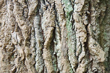 Bark white poplar with lichen
