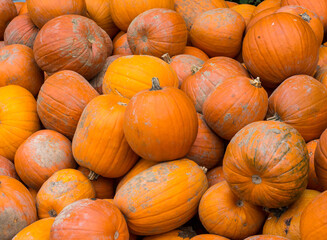 pile of sugar pumpkins