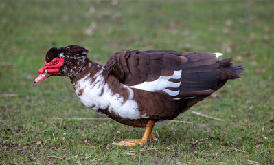 The Muscovy duck (Cairina moschata)