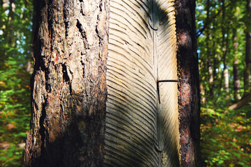 cuts on pine trunk, traces on bark after resin treatment, collecting resin, nail