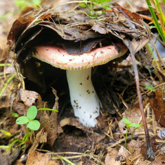 mushroom in the forest