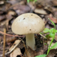 mushroom in the forest