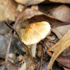 mushroom in the forest