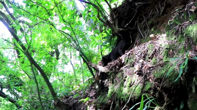 Beautiful majestic black dog in tropical jungle forest Costa Rica.