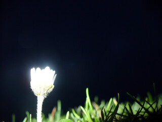 White flower of Daisy in green grass - flower highlighted at night on black background. Topics: beauty of nature, blooming, spring, summer, natural environment, season, weather
