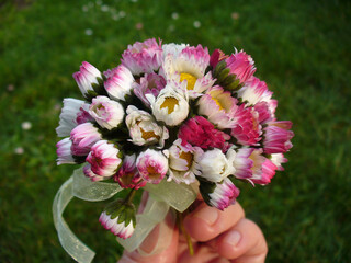 Small fresh bouquet of flowers Daisies with elegant bow held in fingers of hand on green grass. Topics: beauty of nature, gift, love, friendship, symbol, occasion, blooming, spring, summer, nature