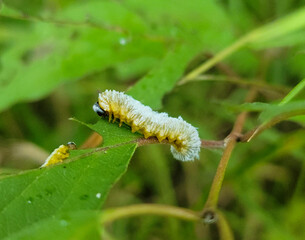 caterpillar on a leaf