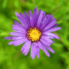 Obraz premium daisy flower closeup