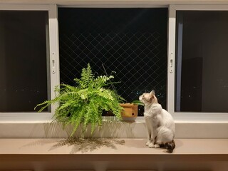 Cat in the window beside a fern looking at the ceiling