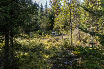 Beehive stands on a sunny forest clearing, surrounded by lush greenery, indicating beekeeping activities in a natural setting. Selective focus
