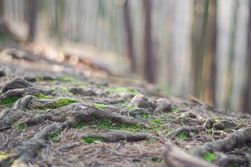 Protruding roots, moss, bald autumn forest background, shining sun