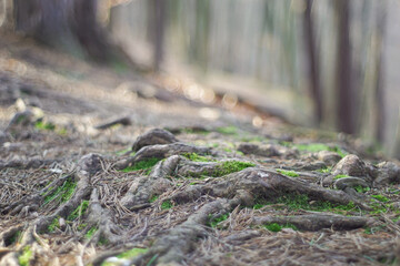 Protruding roots, pine needles around, bald forest, autumn sun, moss