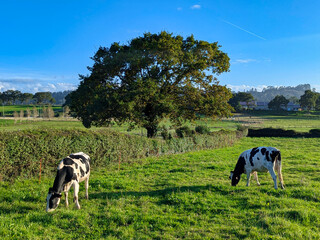 Fototapeta premium Milch-cows grazing in a meadow, Sariego, Comarca de la Sidra, Spain