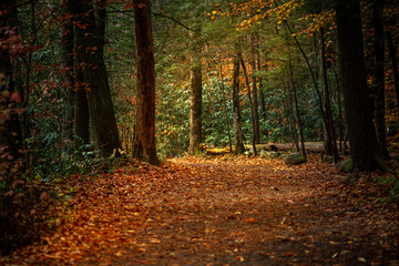 Obraz premium autumn in the woods