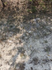 grass, beach sand