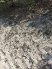 grass, beach sand, environment, summer, day