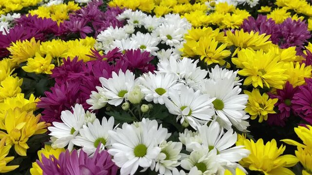 Chrysanthemum flowers bushes background mixed fresh celebration colors, full frame, close up, motion