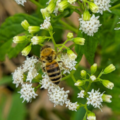 bee on a flower