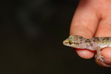 Close-Up of Baby Gecko Resting on Human Hand