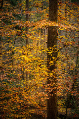Autumn leaves in forest